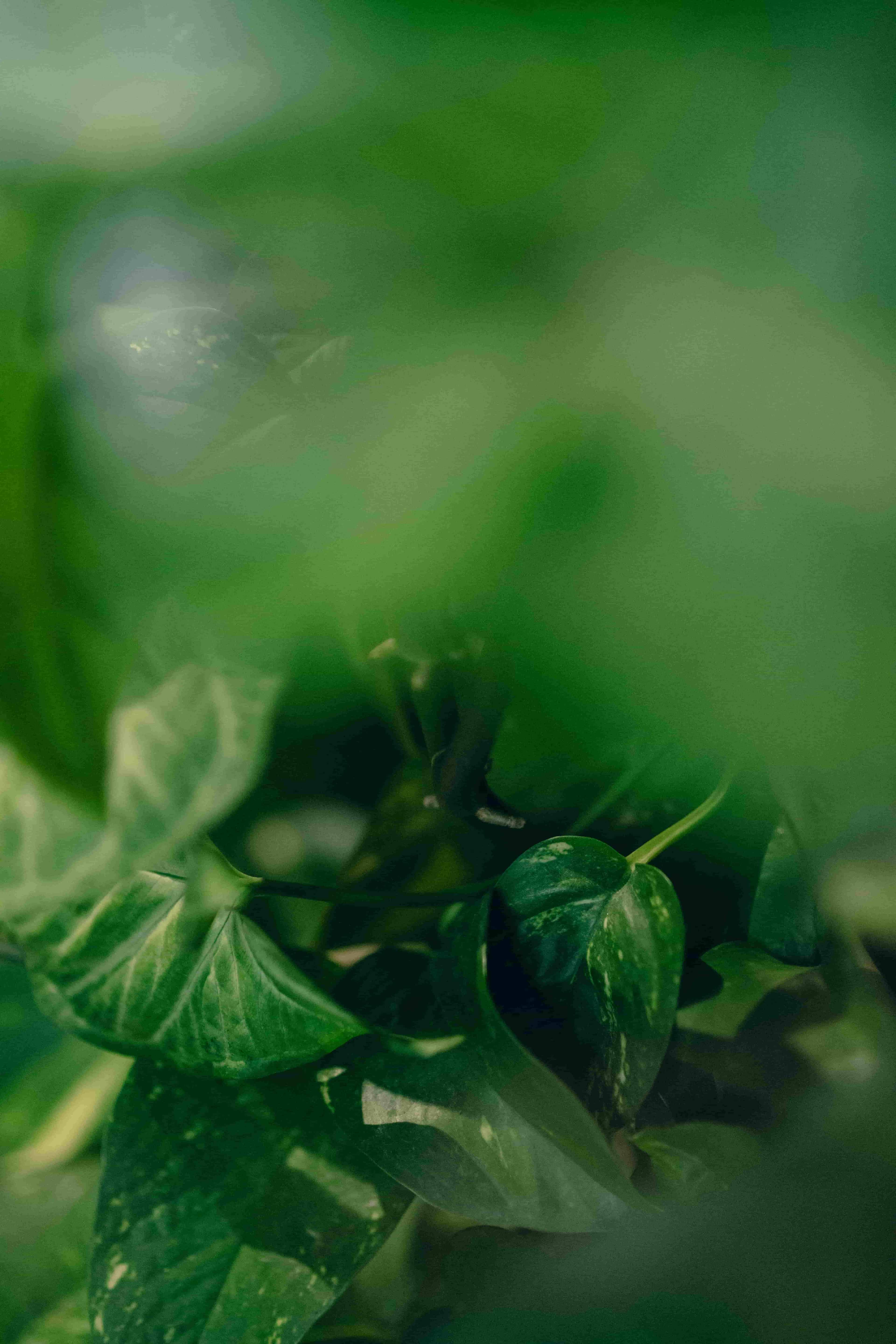 Detalhe de vegetação - Projetos de paisagismo Krebs +